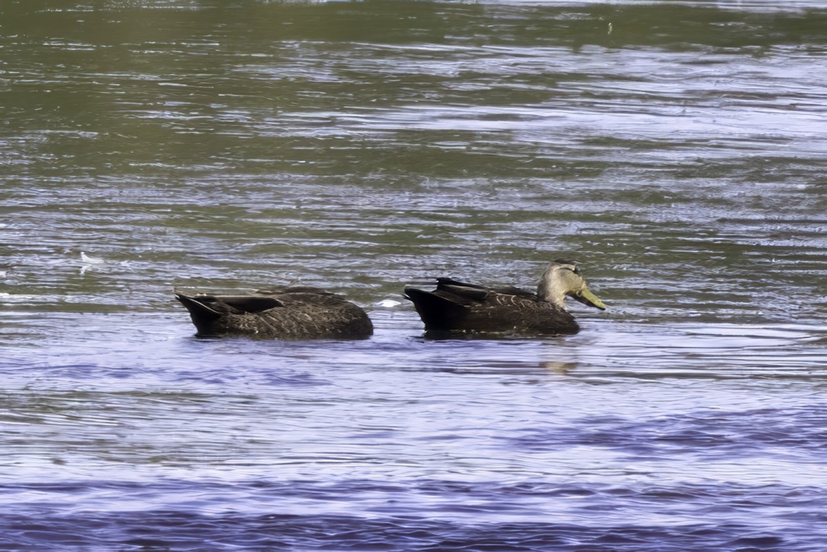 American Black Duck - ML643145665