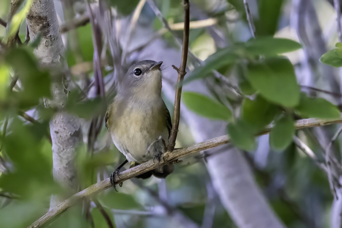 American Redstart - ML643145674