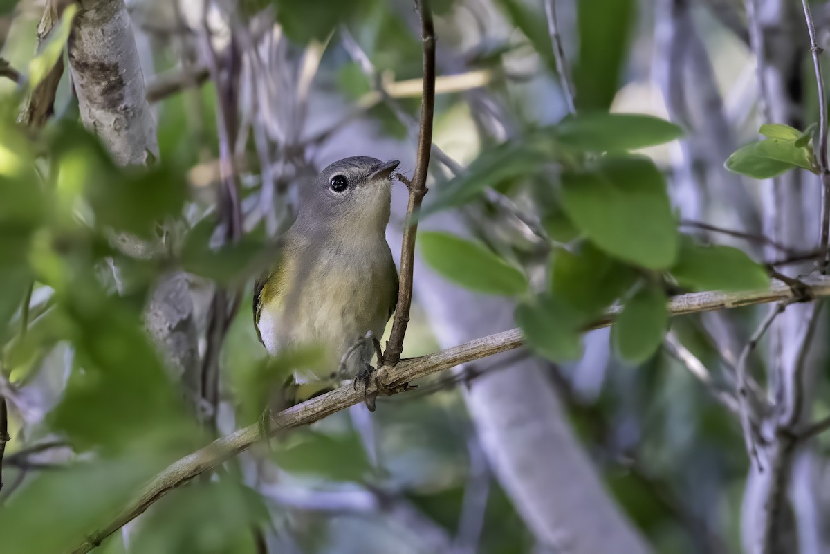 American Redstart - ML643145677