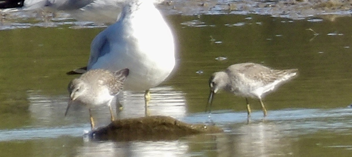 Stilt Sandpiper - ML643145684