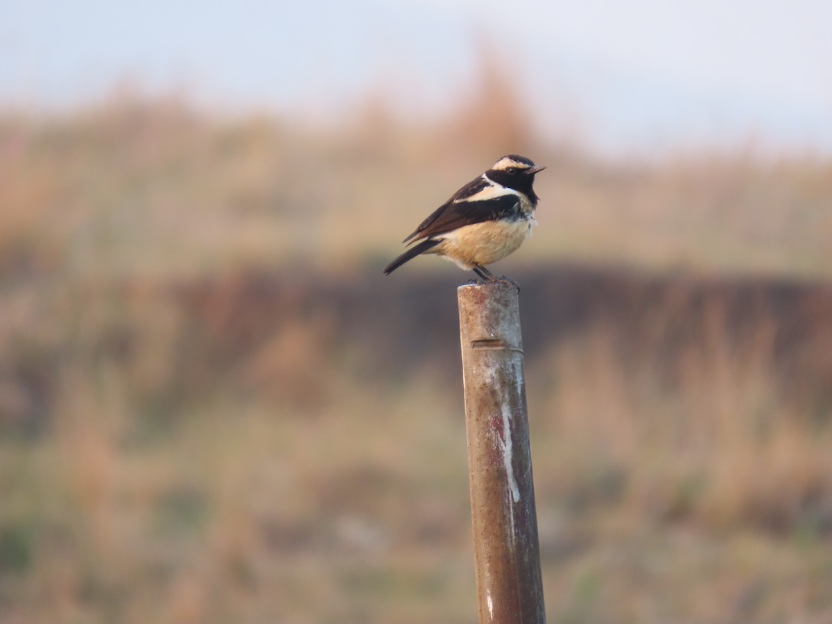 Buff-streaked Chat - ML643145694