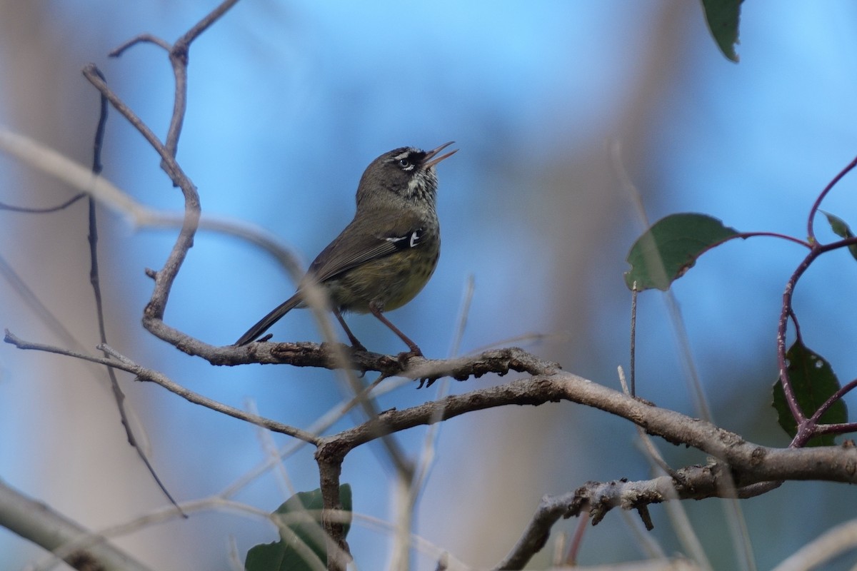 Spotted Scrubwren - ML643145700