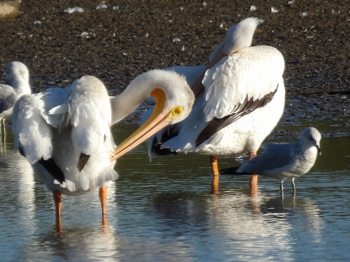 American White Pelican - ML643145702