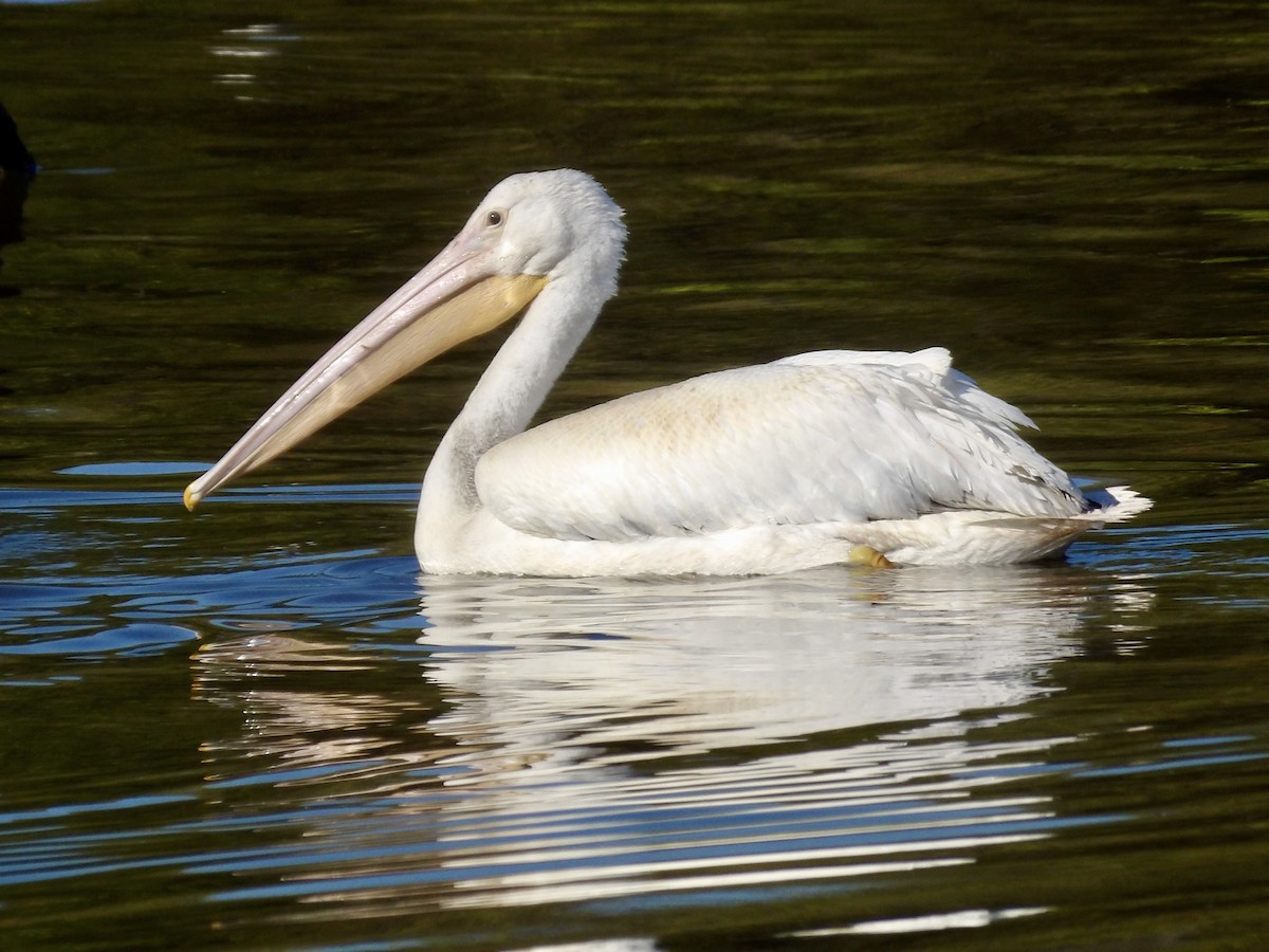 American White Pelican - ML643145703