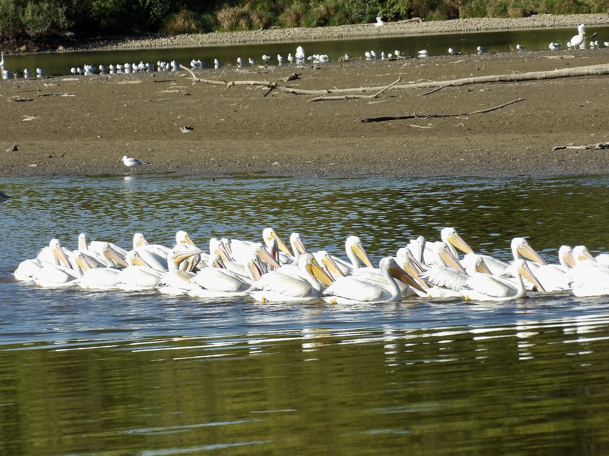 American White Pelican - ML643145704