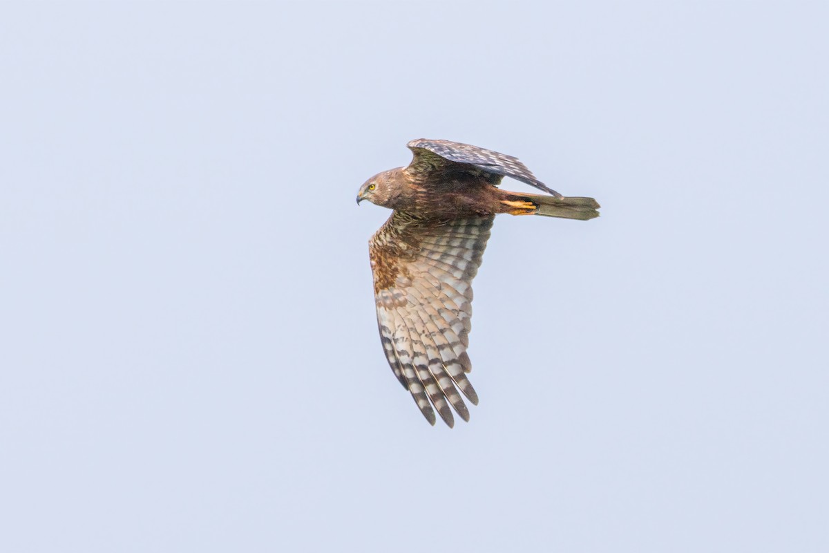 African Marsh Harrier - ML643145709