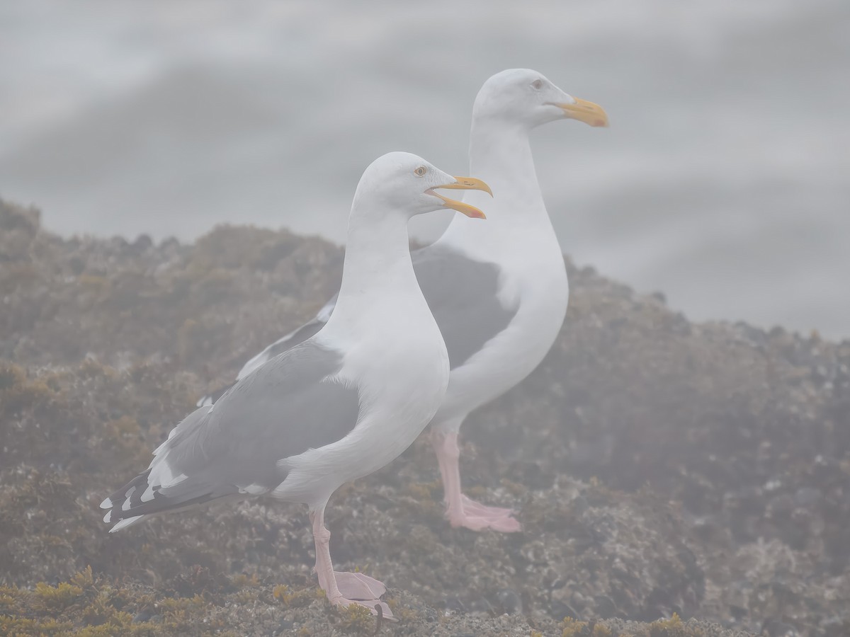 Western Gull - ML643145711