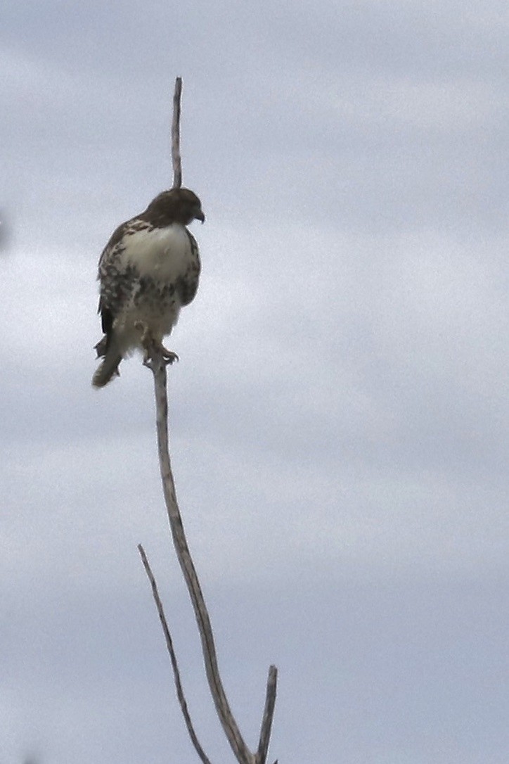 Red-tailed Hawk - ML643145712