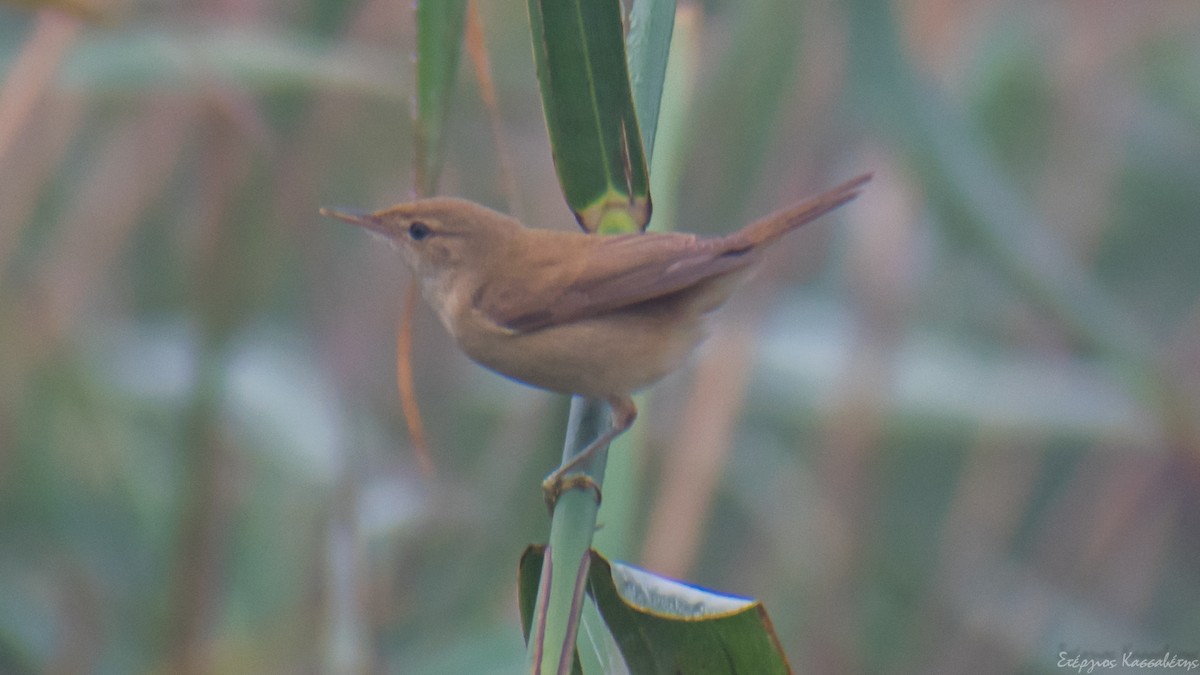 Common Reed Warbler - ML643145713