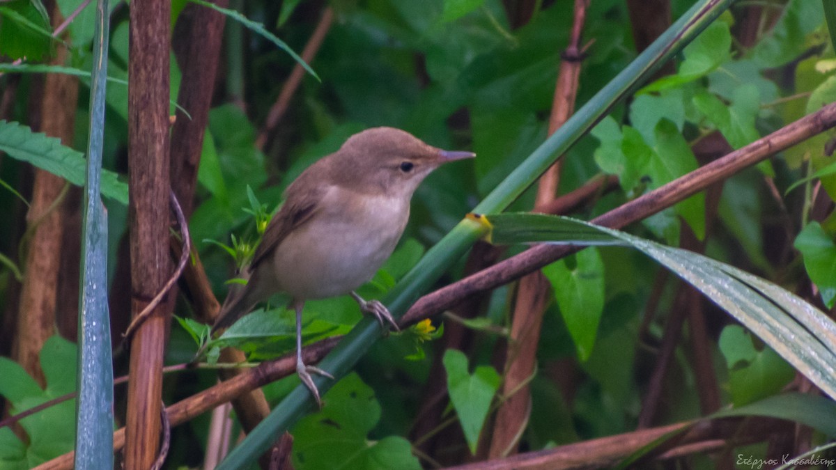 Common Reed Warbler - ML643145714