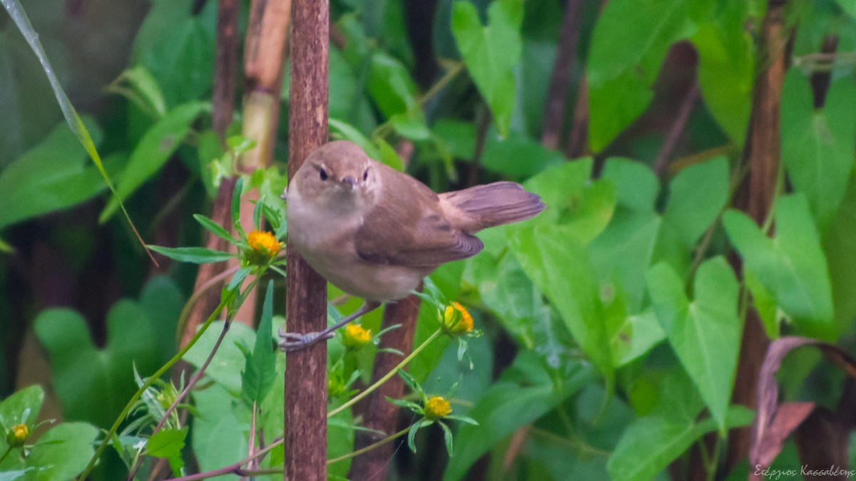 Common Reed Warbler - ML643145715