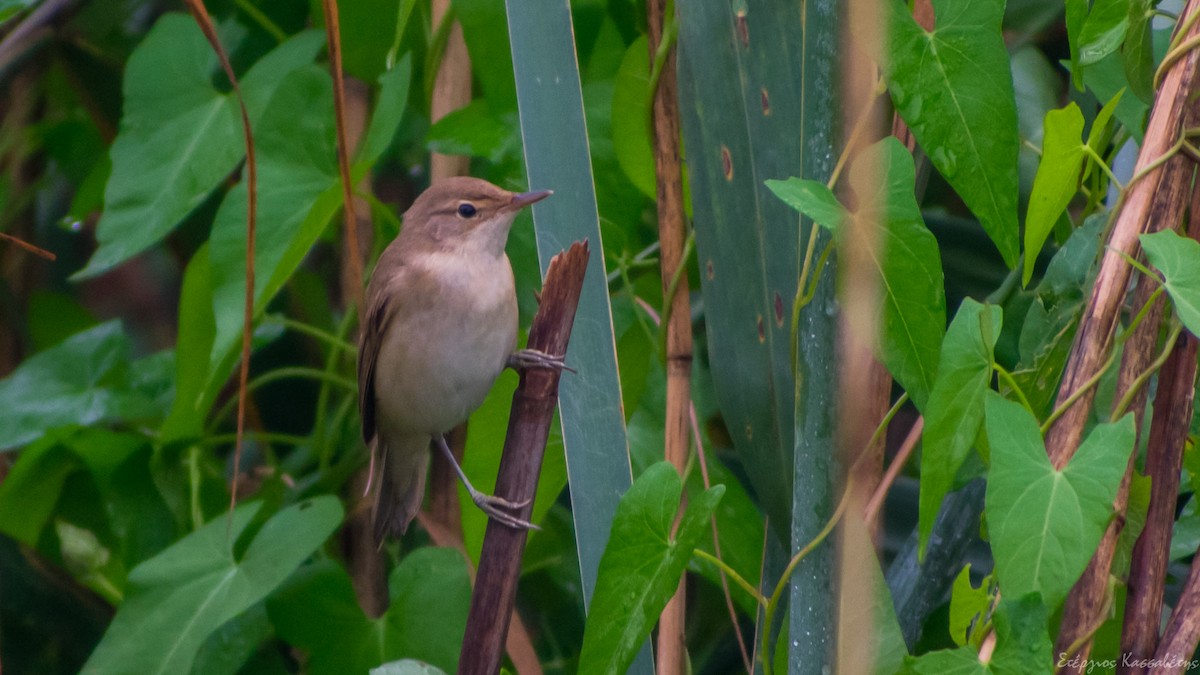 Common Reed Warbler - ML643145716