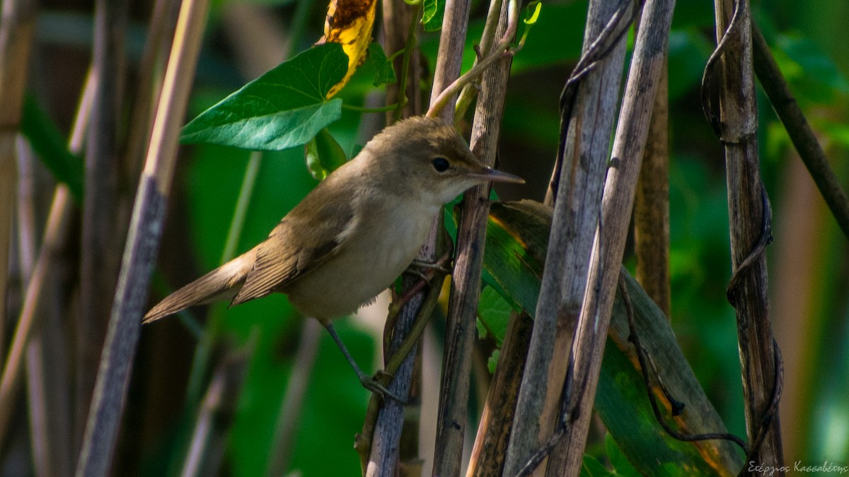 Common Reed Warbler - ML643145717