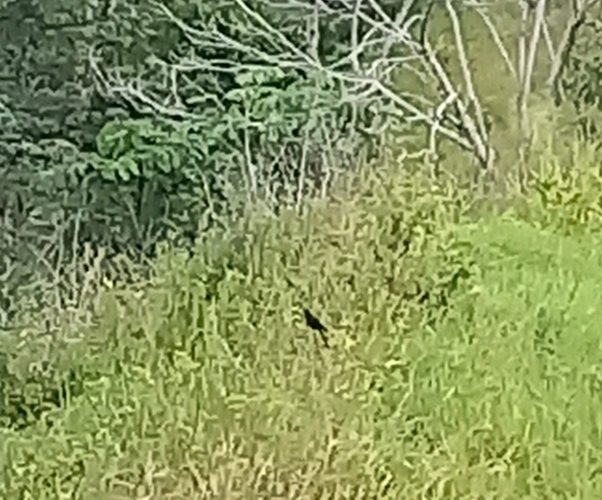 Smooth-billed Ani - ML643145718