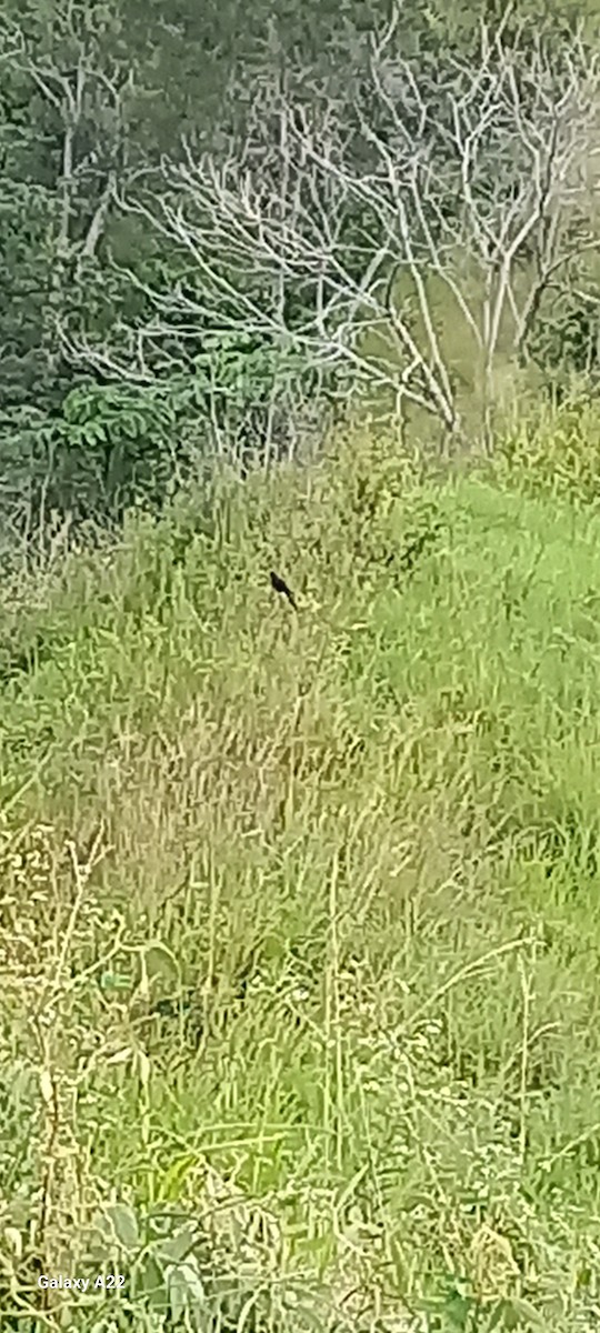 Smooth-billed Ani - ML643145719