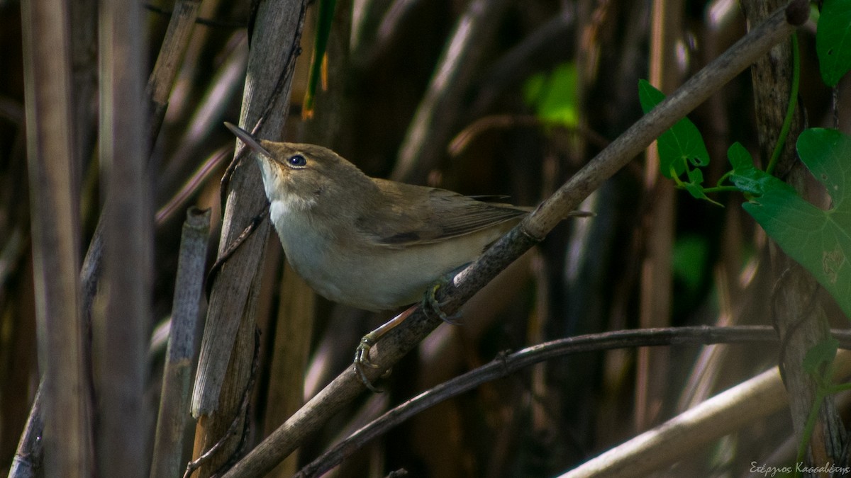 Common Reed Warbler - ML643145720