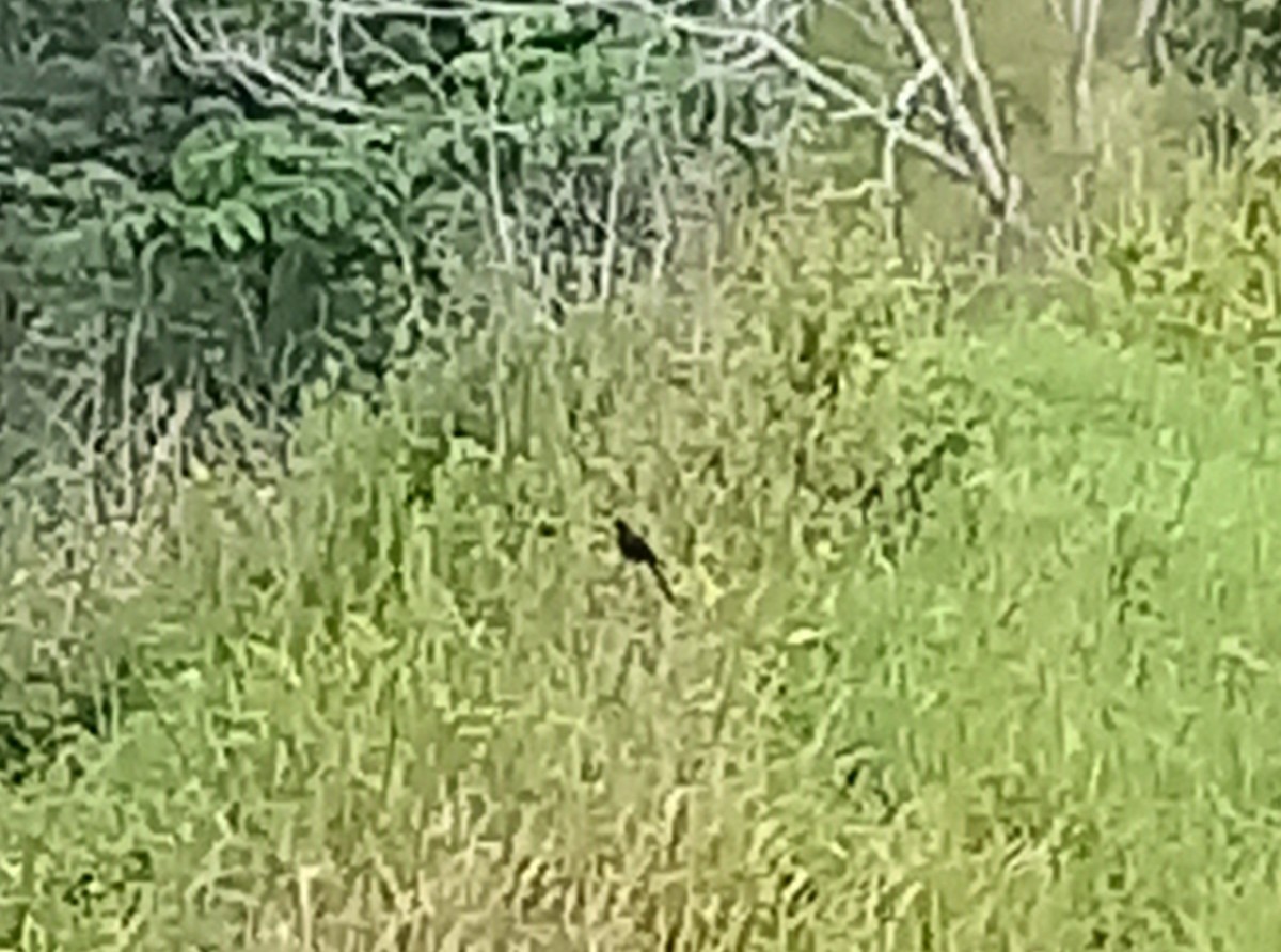 Smooth-billed Ani - ML643145721