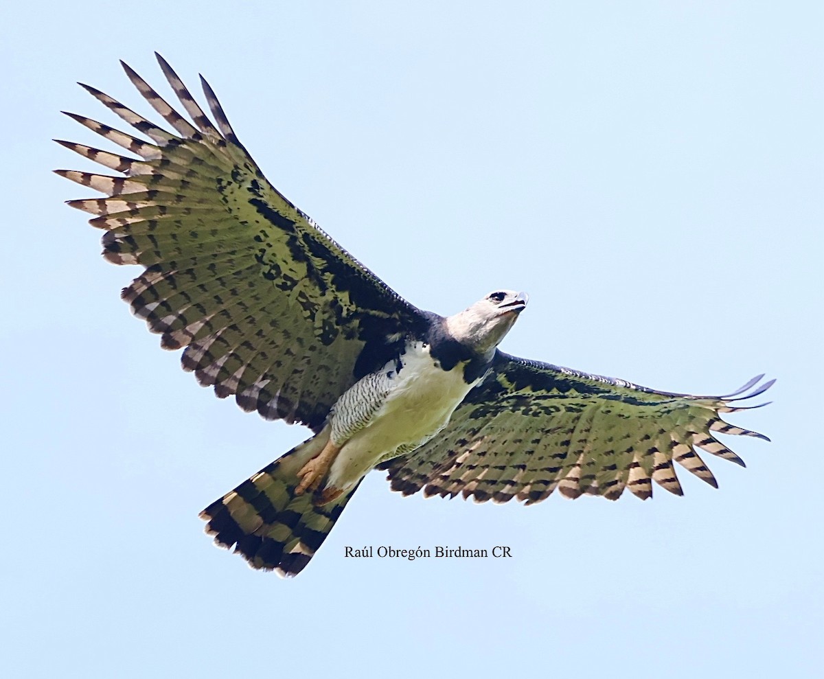Harpy Eagle - ML643145724