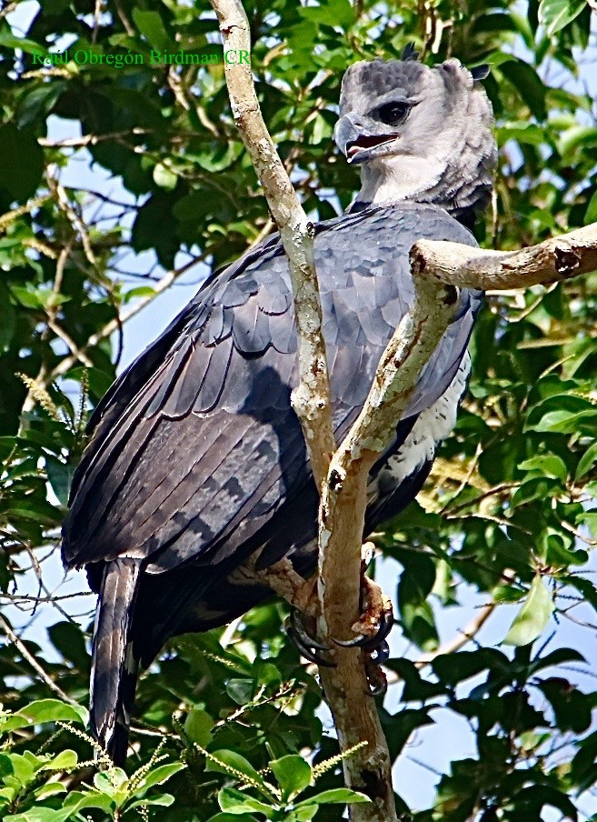 Harpy Eagle - ML643145725