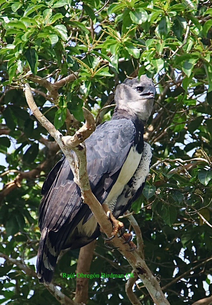 Harpy Eagle - ML643145726