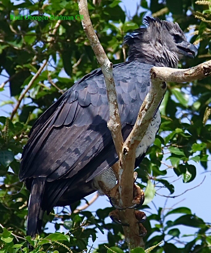 Harpy Eagle - ML643145727