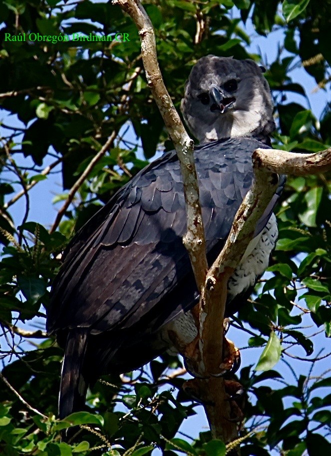 Harpy Eagle - ML643145728