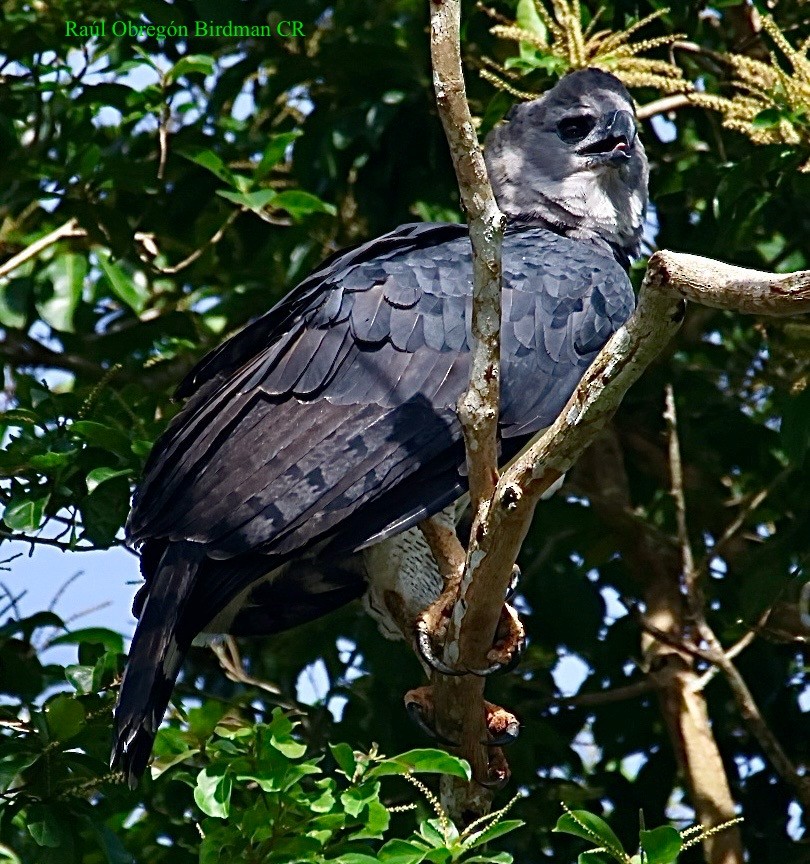 Harpy Eagle - ML643145729