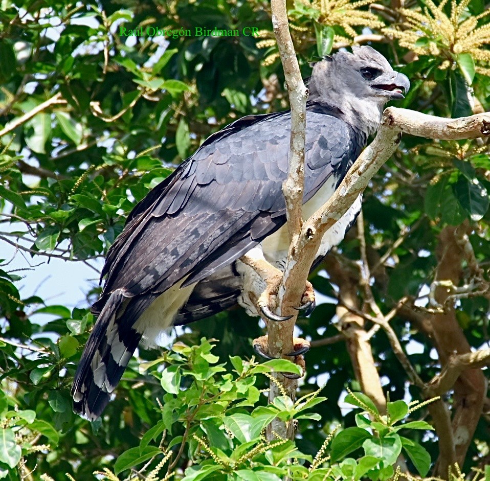 Harpy Eagle - ML643145730