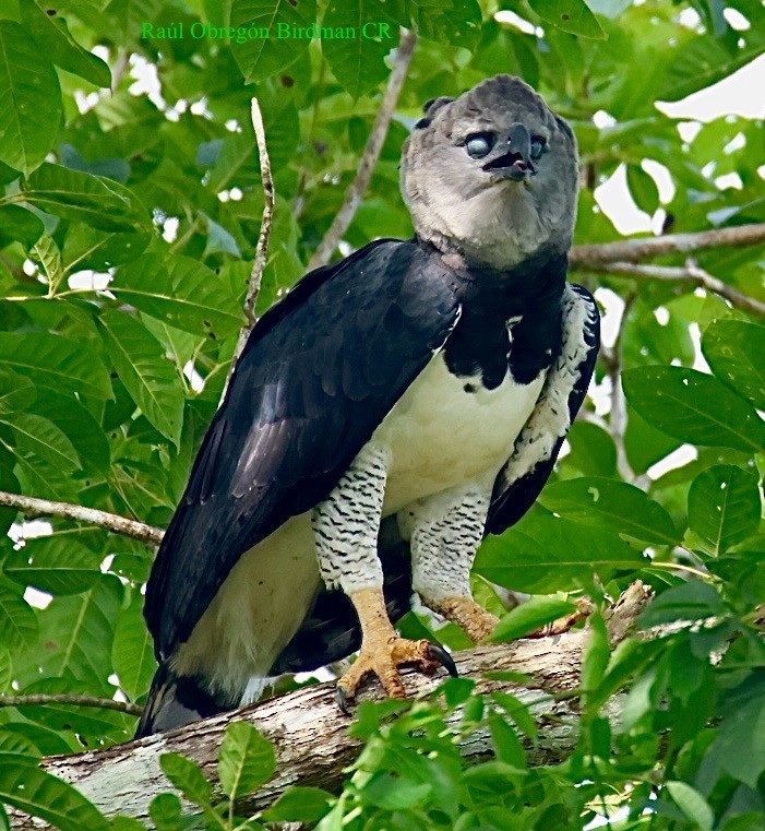Harpy Eagle - ML643145731