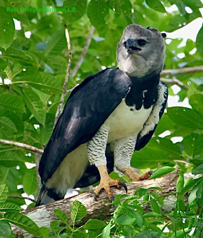 Harpy Eagle - ML643145732