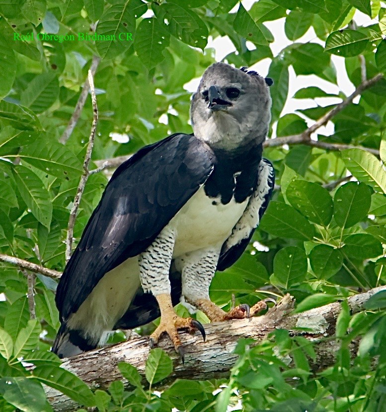 Harpy Eagle - ML643145733