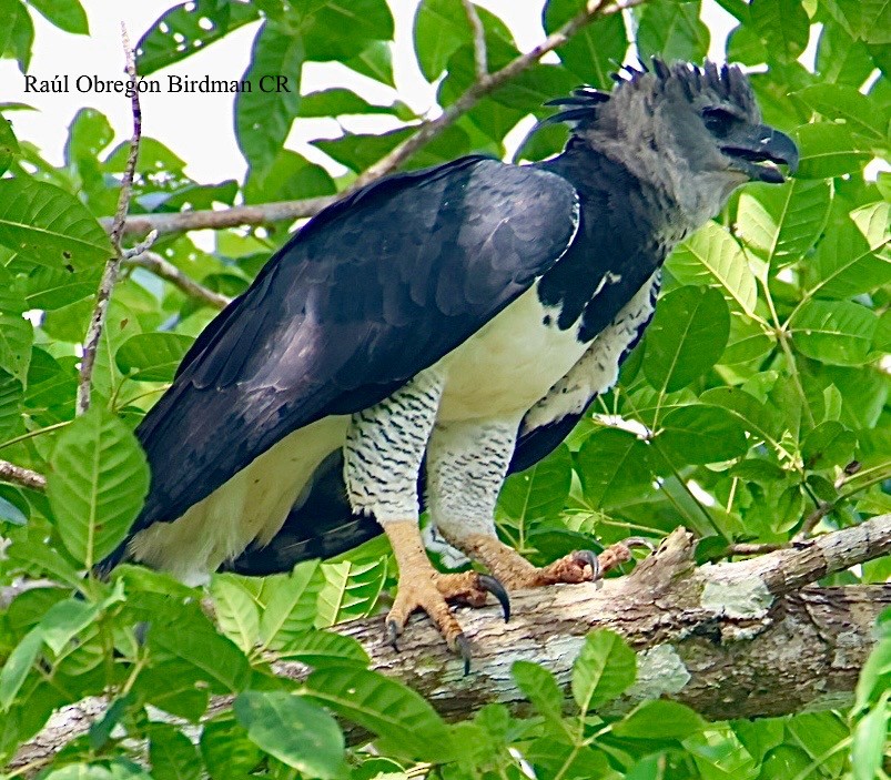 Harpy Eagle - ML643145734
