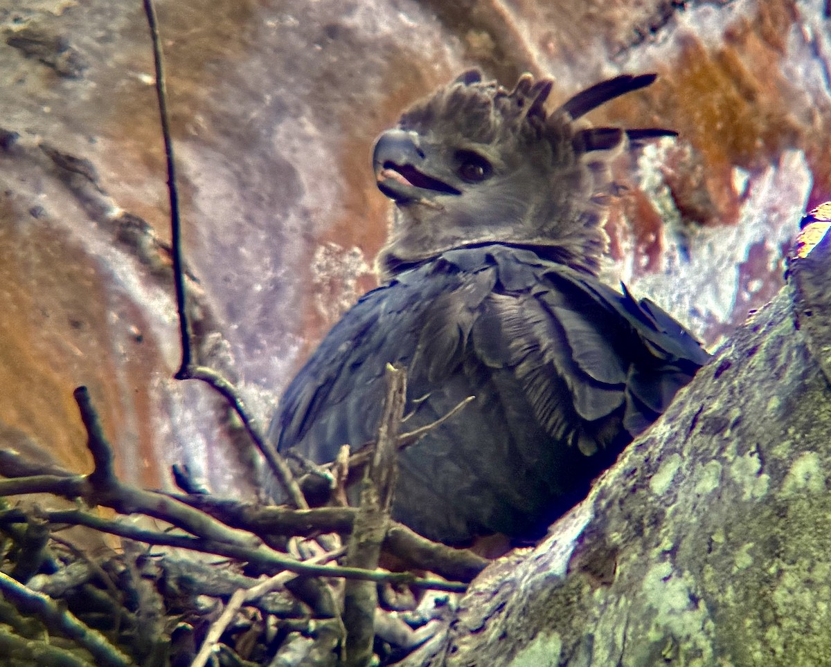 Harpy Eagle - ML643145735