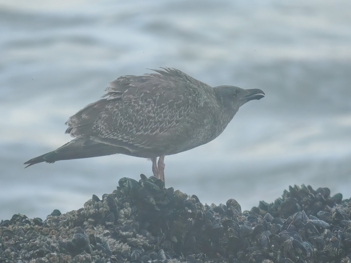 Western Gull - ML643145736