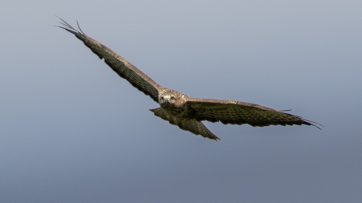 Common Buzzard - ML643145743