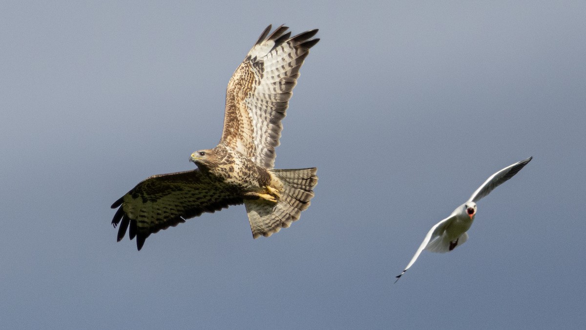 Common Buzzard - ML643145744