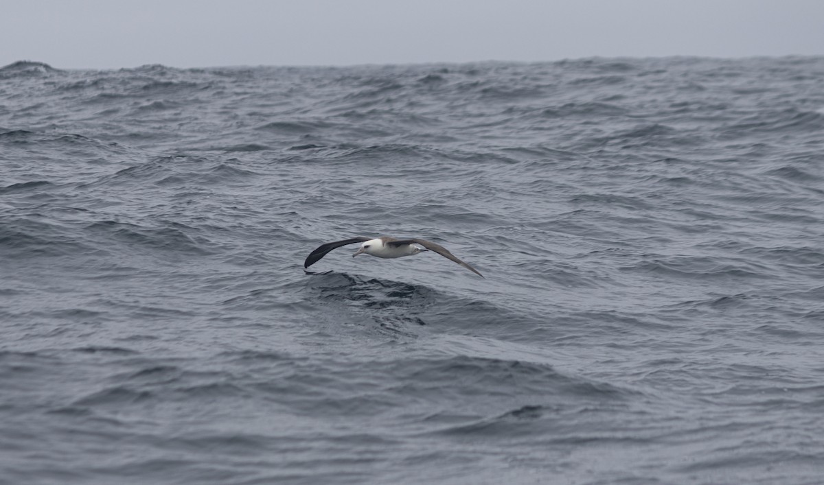 Laysan Albatross - ML643145745