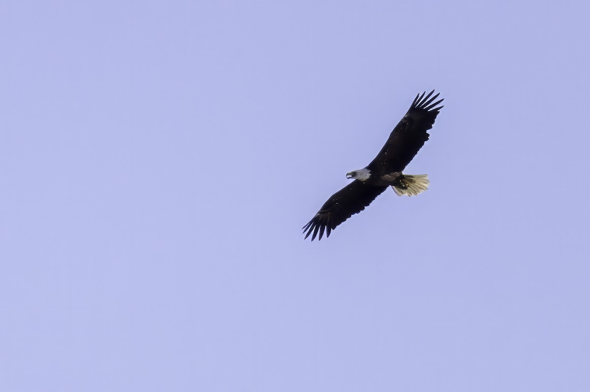 Bald Eagle - ML643145749