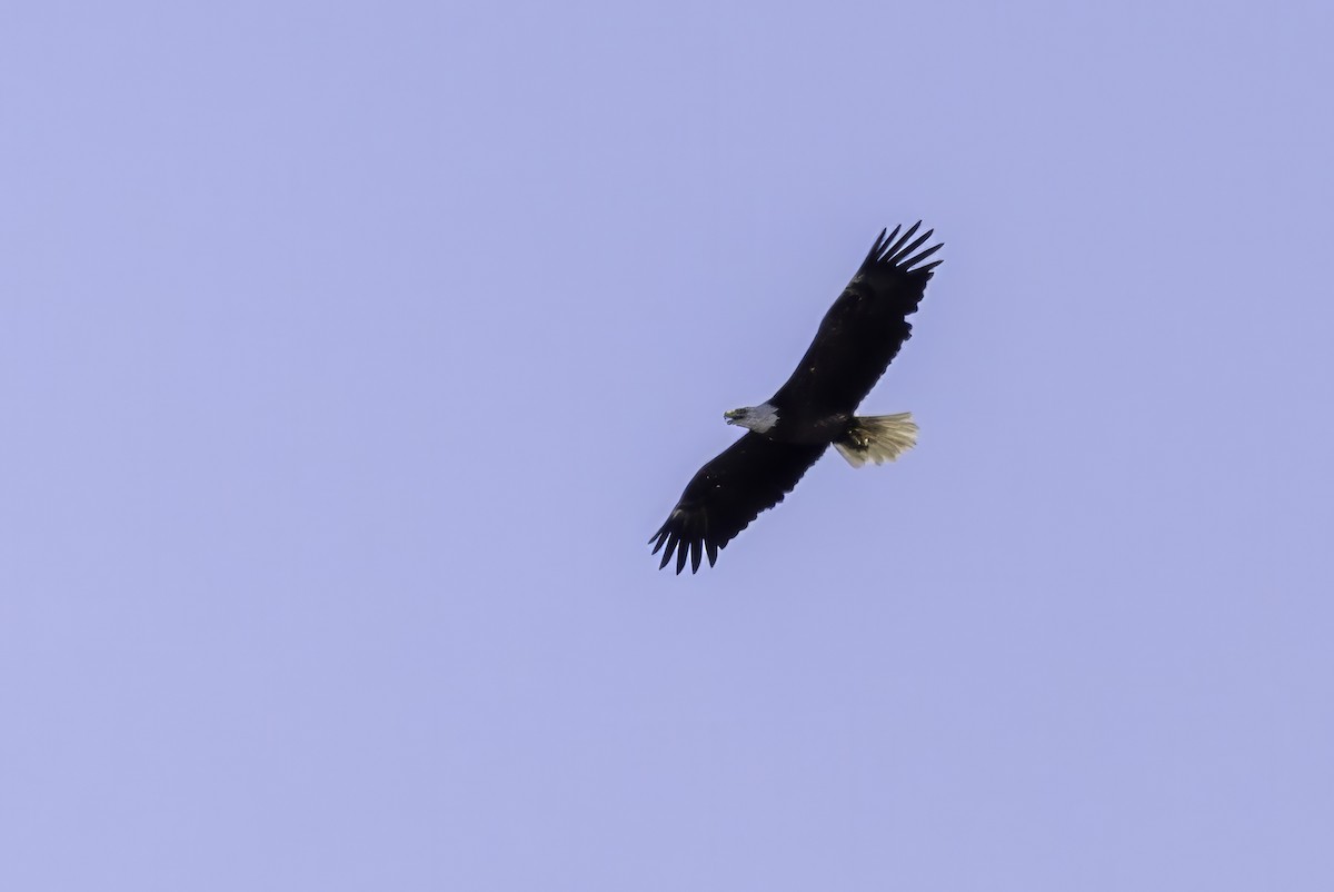 Bald Eagle - ML643145750