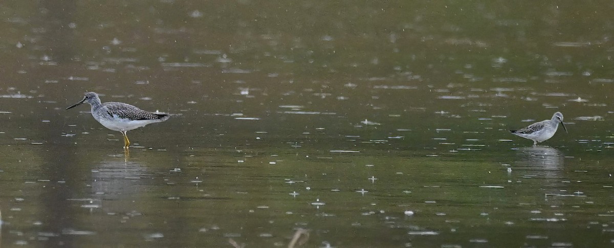 Stilt Sandpiper - ML643145751