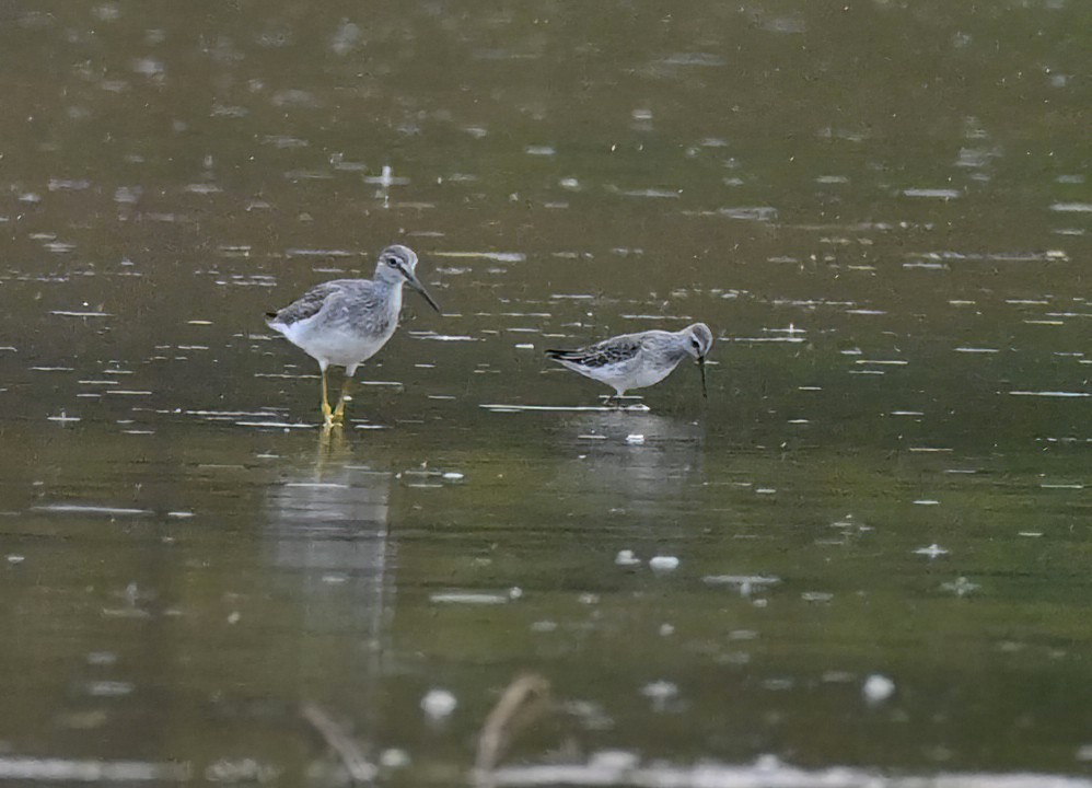 Stilt Sandpiper - ML643145752