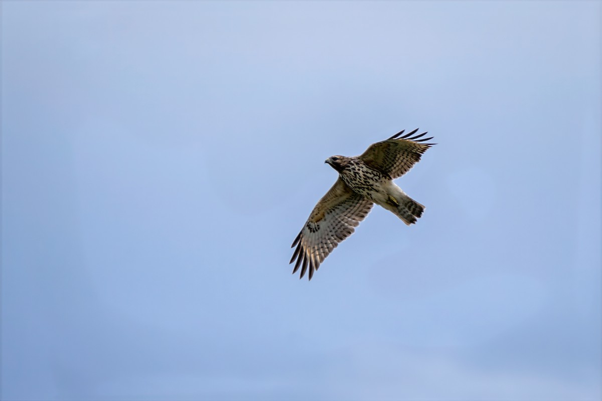 Red-shouldered Hawk - ML643145753
