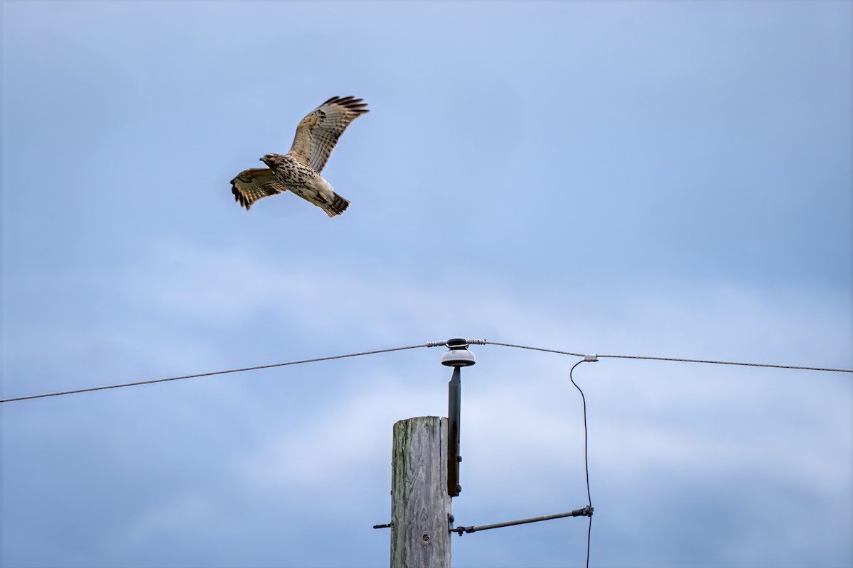 Red-shouldered Hawk - ML643145754