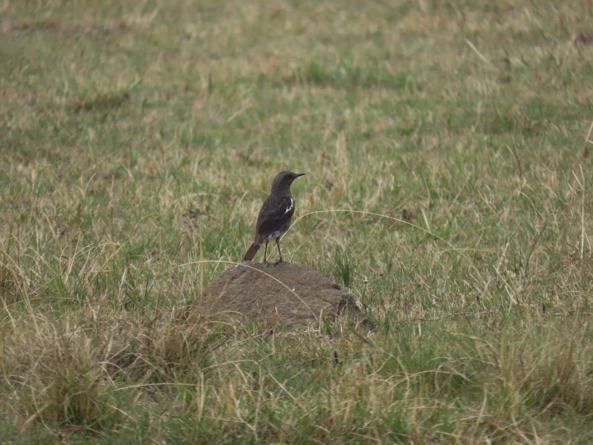 Mountain Chat - ML643145757
