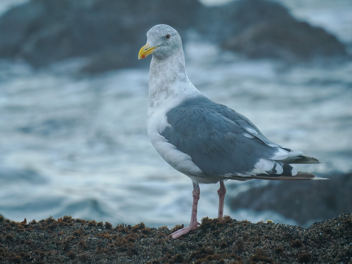 Glaucous-winged Gull - ML643145758
