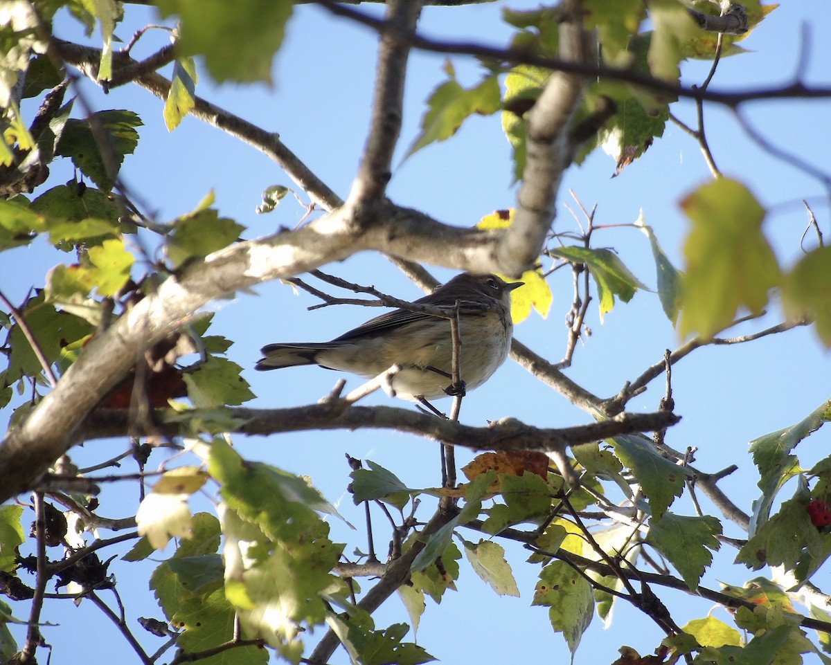 Yellow-rumped Warbler - ML643145759