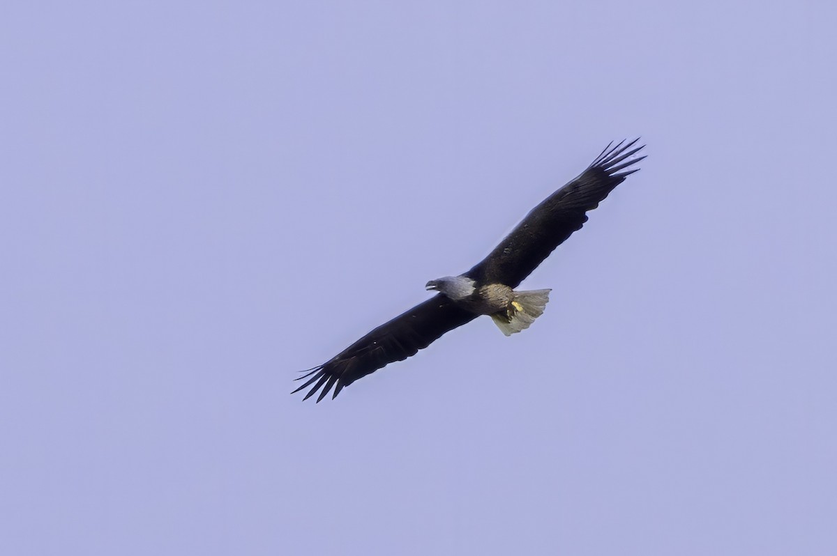 Bald Eagle - ML643145762