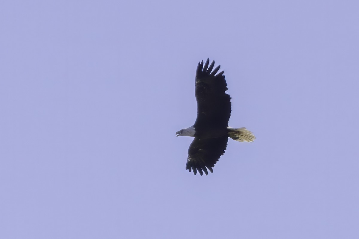 Bald Eagle - ML643145763