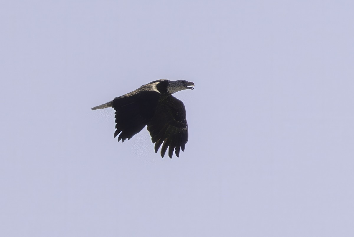 Bald Eagle - ML643145766