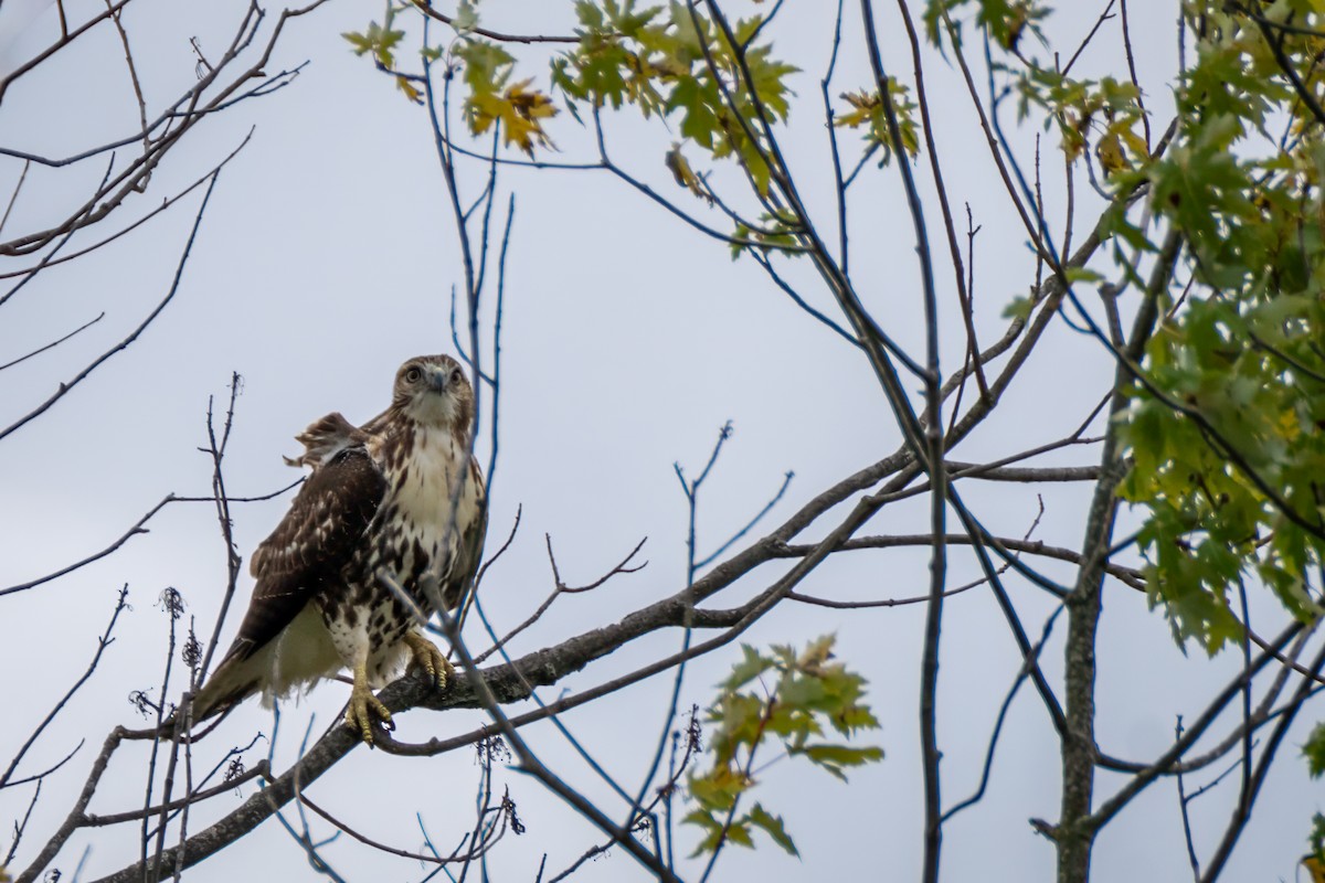 Red-tailed Hawk - ML643145767